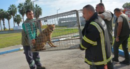 MESKİ Tarsus Karabucak Atıksu Arıtma Tesisi’ne Düşen Çakalı Yetkililer Kurtardı