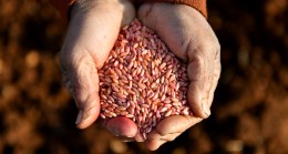 ‘Yerel Buğday Çeşitlerinin Yerinde Korunması ve Pazarlanması’ Projesinde, 12 mahallede 58 üreticiye ulaşıldı