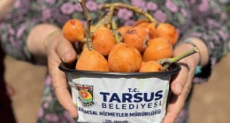 TARSUS BELEDİYESİ TARAFINDAN 2 TON YENİDÜNYA MEYVESİ HASADI GERÇEKLEŞTİRİLDİ