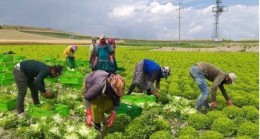 Tarsus’ta Yeni İşçi Yevmiyeleri Belli Oldu