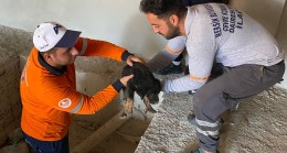 Büyükşehir Ekipleri, Asansör Kuyusuna Düşen ve Gözleri Görmeyen Yavru Köpeği Kurtardı