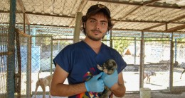 TARSUS BELEDİYESİ EKİPLERİ 5 YAVRU KÖPEK VE ANNEYİ KURTARDI
