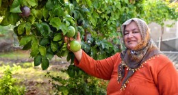 Anamurlu Passiflora Üreticileri Büyükşehir’in Destekleriyle Hasat Yaptı