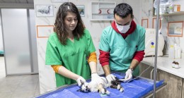 Mersin’de Patili Dostlar Büyükşehir’le Güvende