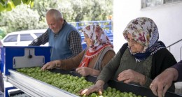 Üreticiler Büyükşehir’in Desteği ile Hem Zaman Hem Maddi Kazanç Sağlıyor