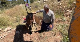 Tarsus’ta Çukura Düşen Katır Kurtarıldı