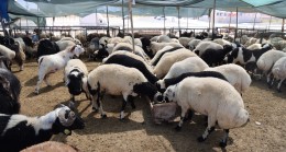 TOROSLAR, KURBAN BAYRAMI’NA HAZIR