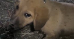 YAVRU KÖPEK KURTARILDI
