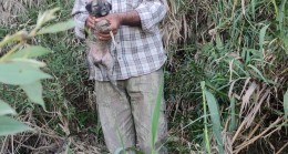 Berdan Irmağı kenarında mahsur kalan küçük köpek İtfaiye ekipleri tarafından kurtarıldı