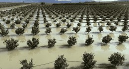 Seyhan Barajı’nda Kapaklar Açıldı, Tarsus’ta 8 Bin Dönüm Arazi Sular Altında