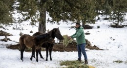 Büyükşehir Ekipleri Toros Dağları’ndaki Yılkı Atlarını Besledi