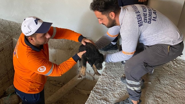 Büyükşehir Ekipleri, Asansör Kuyusuna Düşen ve Gözleri Görmeyen Yavru Köpeği Kurtardı