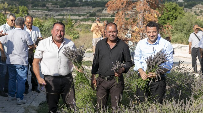 Çaltıbozkır’da Lavanta Hasat Şenliği Yapıldı