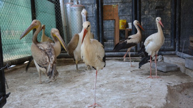 Tarsus Doğa Parkı Hem Yaşam Alanı Hem Rehabilitasyon Merkezi