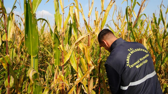 TARSUS BELEDİYESİ TARAFINDAN ÜRETİCİLERE 50 TON SİLAJLIK MISIR DAĞITILACAK