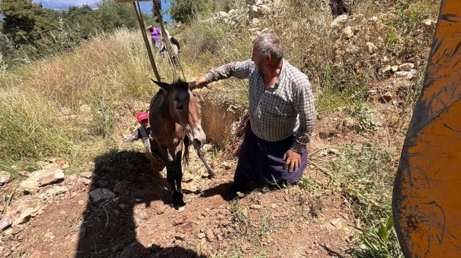 Tarsus’ta Çukura Düşen Katır Kurtarıldı