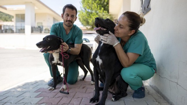 Rüzgar ve Zeytin, Büyükşehir Veterinerlerinin Sevgisiyle Hayata Tutundu