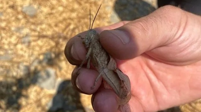 Tarsus’ta Meyve Bahçelerini Çekirgeler İstila Etti