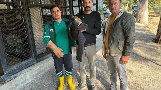 Tarsus Belediyesi Personeli Tarafından Yaralı Bulunan Doğan Tedaviye Alındı