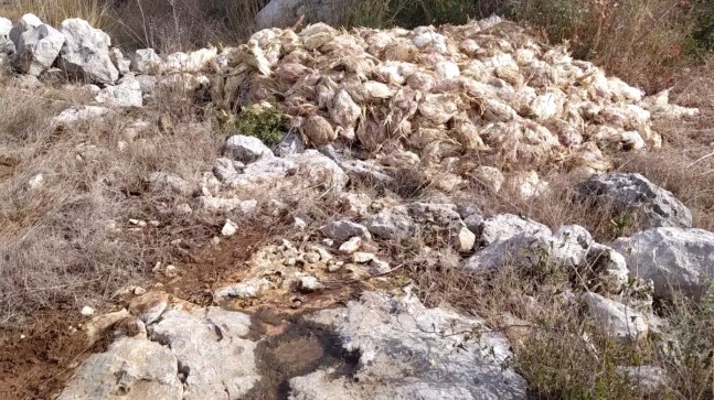 Tarsus’ta Şok: Boş Arazide Yüzlerce Ölü Tavuk Bulundu
