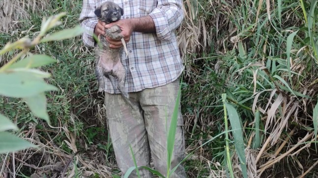 Berdan Irmağı kenarında mahsur kalan küçük köpek İtfaiye ekipleri tarafından kurtarıldı