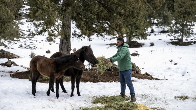 Büyükşehir Ekipleri Toros Dağları’ndaki Yılkı Atlarını Besledi