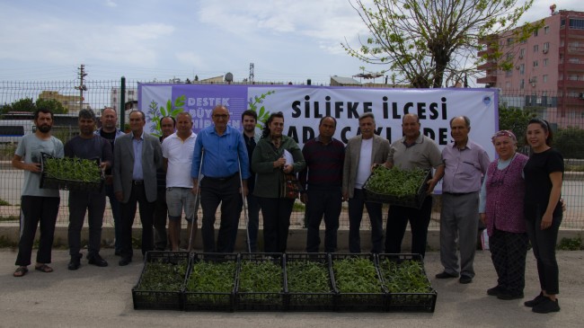 Silifkeli Üreticiler Yeniden Ada Çayı Fidesi İle Buluştu