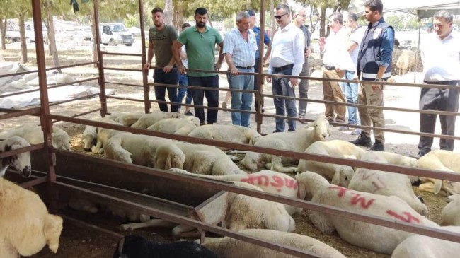 Tarsus Kaymakamı Kadir Sertel OTCU,Kurban Satış ve Kesim Yerlerini Ziyaret Etti