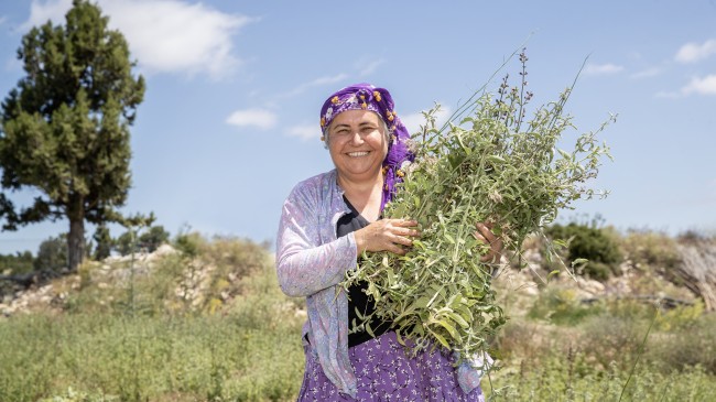 Silifkeli Üreticiler Büyükşehir’le Hasat Sevinci Yaşadı