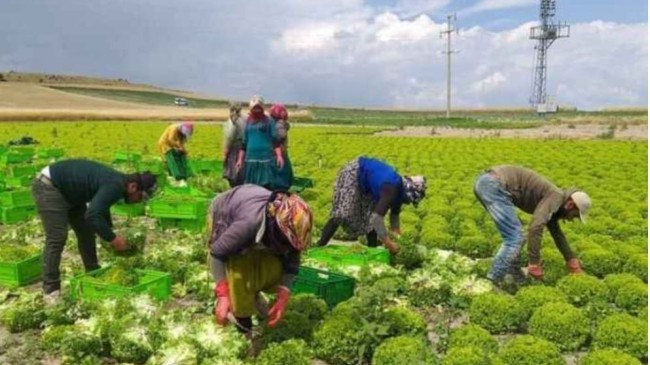 Tarsus’ta Yeni İşçi Yevmiyeleri Belli Oldu