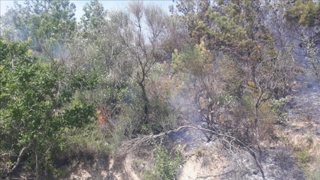 Osmaniye’nin Sumbas İlçesinde Çıkan Orman Yangını Kontrol Altına Alınmaya Çalışılıyor