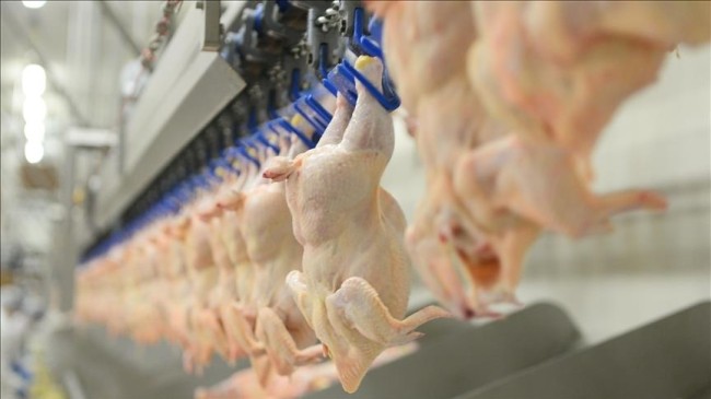 Tavuk Eti Üretimi Mayısta % 5,1 Arttı