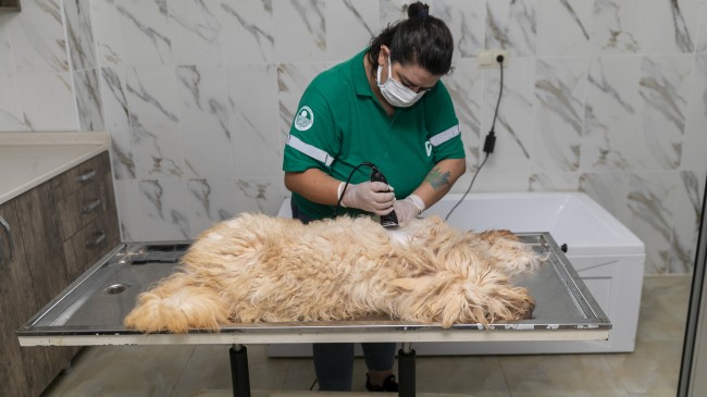 Büyükşehir’in Pet Kuaförüyle Can Dostlar Tertemiz
