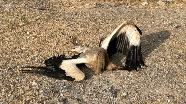 Tarsus’ta Leylek Katliamı Devam Ediyor