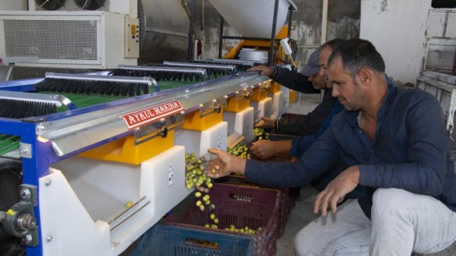 Zeytin Üreticilerinin Yüzü Büyükşehir İle Gülüyor