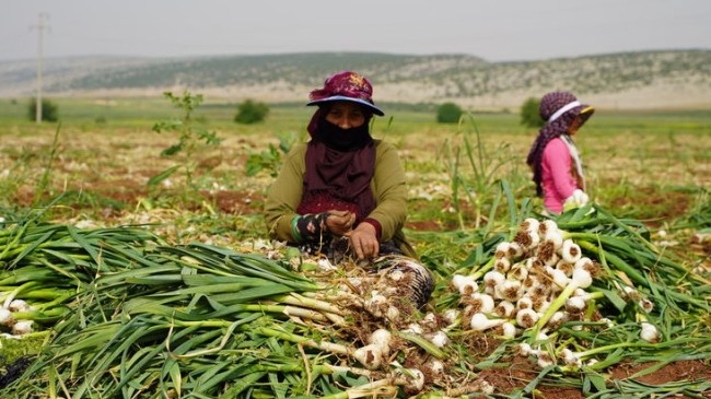 AB tescilli “Araban sarımsağı”nda hasat vakti