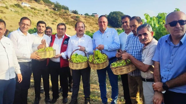 Sayköy Tarım Kampüsü’nde Üzüm Hasadı Gerçekleştirildi