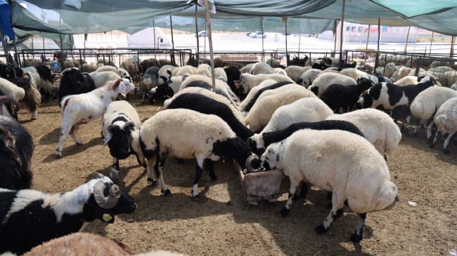 TOROSLAR, KURBAN BAYRAMI’NA HAZIR