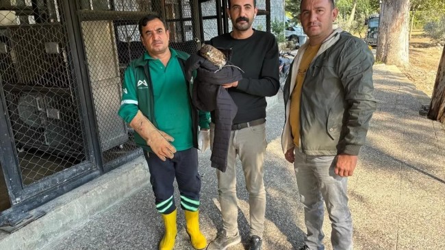Tarsus Belediyesi Personeli Tarafından Yaralı Bulunan Doğan Tedaviye Alındı