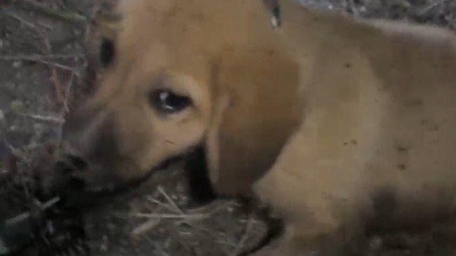 YAVRU KÖPEK KURTARILDI