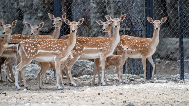 Tarsus Doğa Parkı Yeni Üyelerine ‘Merhaba’ Diyor