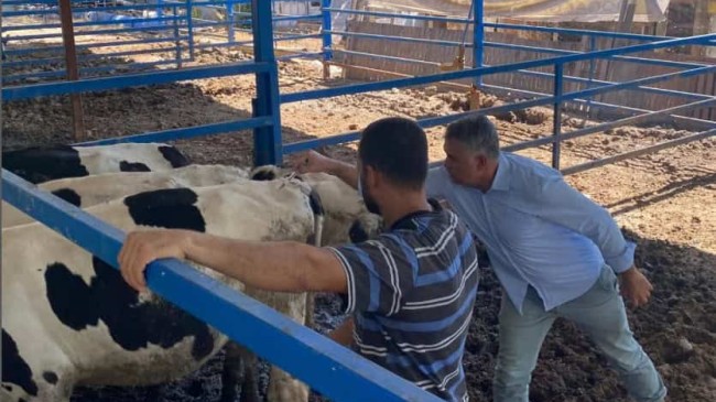 Tarsus İlçe Tarım ve Orman Müdürlüğü Şap Hastalığına Karşı Koruyucu Aşılamaya Başladı