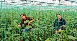 MBB ‘den ‘Örtü Altı Sebze Üreticilerine Sera Naylonu Desteği Projesi’