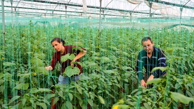 MBB ‘den ‘Örtü Altı Sebze Üreticilerine Sera Naylonu Desteği Projesi’