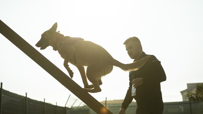 Mersin’de Yapılan Türkiye’nin İlk ‘Köpekli Arama Kurtarma Çalıştayı’ Sona Erdi