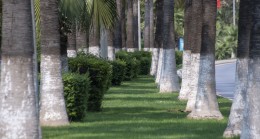 Mersin Büyükşehir Belediyesi Park ve Bahçeler Dairesi Hedefi Daha Yeşil Bir Mersin