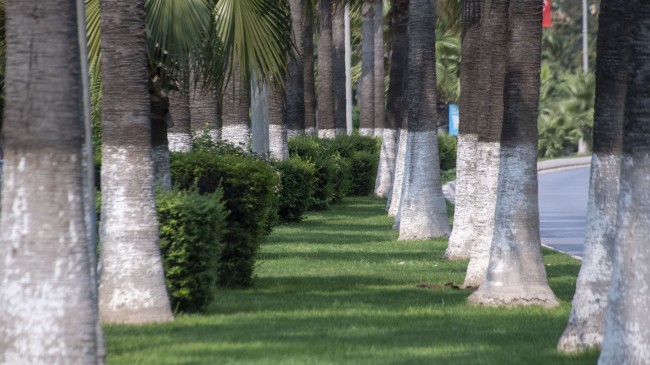Mersin Büyükşehir Belediyesi Park ve Bahçeler Dairesi Hedefi Daha Yeşil Bir Mersin