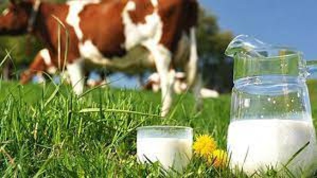 Çiğ Süt Üretimi 2022 Yılında %7,1 Azalarak 21 Milyon 563 Bin 492 Ton Oldu
