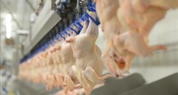 Tavuk Eti Üretimi Mayısta % 5,1 Arttı
