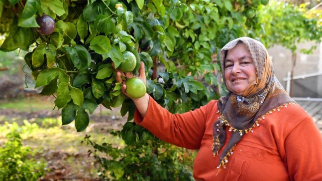 Anamurlu Passiflora Üreticileri Büyükşehir’in Destekleriyle Hasat Yaptı